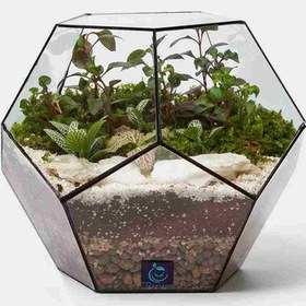 تصویر گیاه طبیعی تراریوم سل تراریوم مدل توپک 