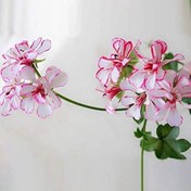 تصویر بذر شمعدانی سفید دور قرمز 5 عددی 