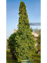 تصویر کاج تویا آمریکایی 