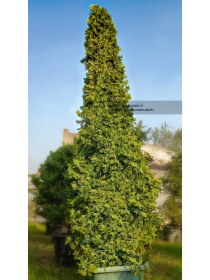 تصویر کاج تویا آمریکایی 