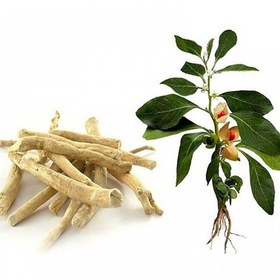 تصویر بذر جینسینگ هندی بسته 20 عددی 