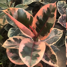 تصویر نهال فیکوس یاقوتی Ruby Ficus Seedling