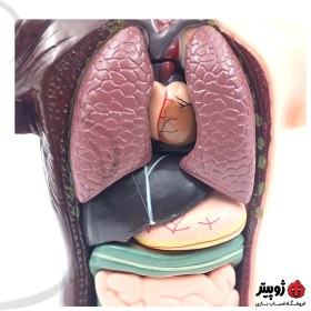 تصویر مولاژ نیم تنه 8 تکه 