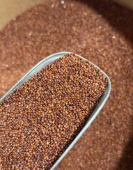 تصویر کینوا قرمز دانه