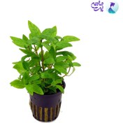 تصویر گیاه آبزی آکواریوم پلنت استاروجین ربپنس Staurogyne Repens پک 6 عددی 