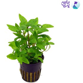 تصویر گیاه آبزی آکواریوم پلنت استاروجین ربپنس Staurogyne Repens پک 6 عددی 