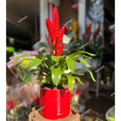 تصویر گل ورزیا هلندی چند گل VR07 