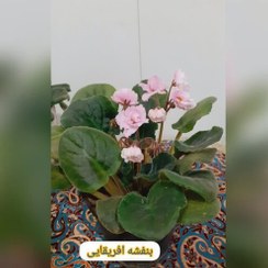 تصویر گل بنفشه آفریقایی یک عدد (زرشکی صورتی ) مابقی هزینه ارسال پس کرایه تیپاکس قبل خرید موجودی بگیرید 