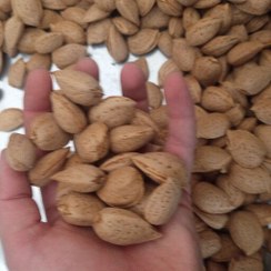 تصویر بادام درختی درشت دوقلو به شرط فروخته می شود 