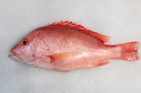 تصویر ماهی سرخو چمن 