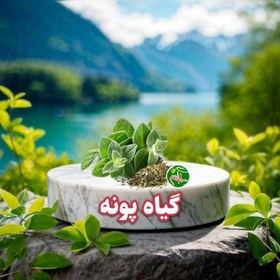 تصویر گیاه پونه 