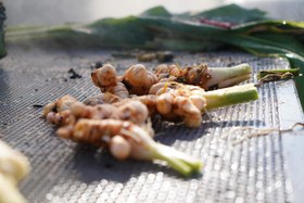 تصویر زردچوبه تازه ۱۰۰ گرم 