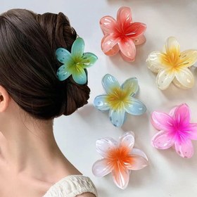 تصویر کلیپس پلیمریا بزرگ 