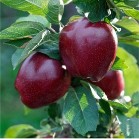 تصویر نهال سیب قرمز لبنان 