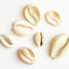 تصویر صدف طبیعی بسته 40 عددی shell 3008 