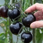 تصویر بذر گوجه فرنگی سیاه 5 عددی 