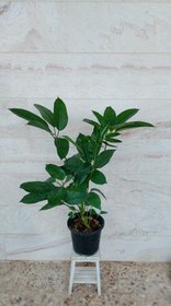 تصویر شفلرا آمیت گیاه آپارتمانی مقاوم و زیبا 