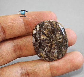 تصویر فسیل توریتلا 11.8 گرم 