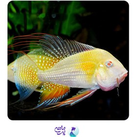 تصویر ماهی ژئوفاگوس هکلی آلبینو ۱۰ تا ۱۲ سانت Geophagus heckelii albino