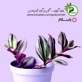 تصویر برگ بیدی صورتی هلندی نانوک ( ترادسکانتیا تری کالر ) 