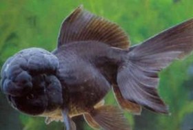 تصویر گلدفیش کله شیری مشکی ۳ تا ۵ سانت ( پک ۵ عددی) Black lion goldfish