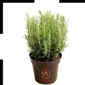 تصویر گلدان رزماری سایز چهارده با ارسال سریع Rosemary Plant pot