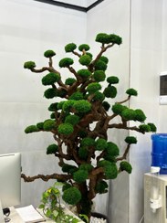 تصویر درختچه جاودان قابل اجرا در ابعاد مختلف