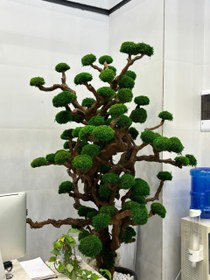 تصویر درختچه جاودان قابل اجرا در ابعاد مختلف