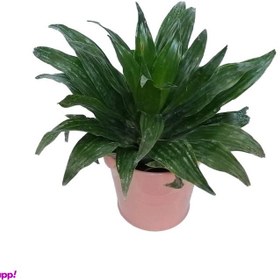 تصویر گیاه طبیعی دراسنا کامپکت کد zf06 