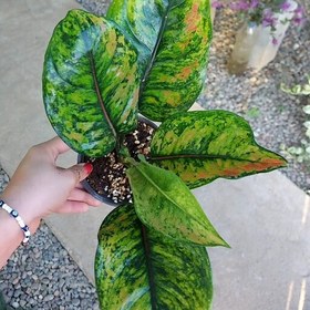 تصویر آگلونما هنگ هنگ Aglaonema heng heng هزینه ارسال بصورت پس کرایه و بعهده مشتری می باشد 