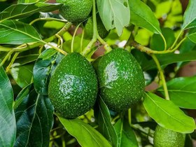 تصویر نهال آووکادو پیوندی 