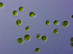 تصویر جلبک دونالیلا ترتیولکتا dunaliella tertiolecta 