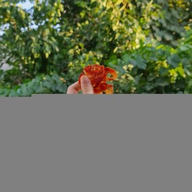 تصویر گوجه - پودر 