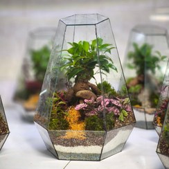 تصویر تراریوم بن سای چند وجهی 