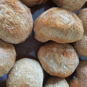 تصویر قارچ یال شیر 