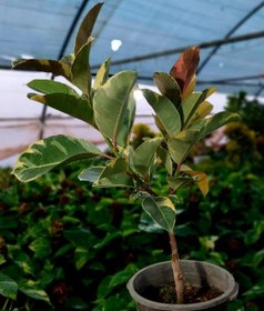 تصویر فیکوس یاقوتی مادری 