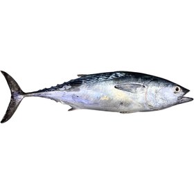 تصویر ماهی تن زرده تازه ( 1 کیلو گرم ) 