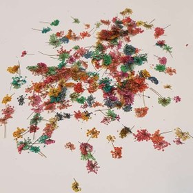 تصویر گل خشک شوکران 