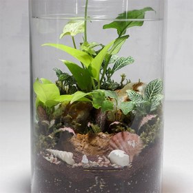 تصویر تراریوم مدل شیشه ای استوانه کد 5 