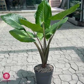 تصویر گیاه بابا آدم 