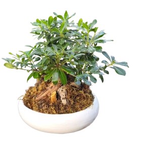 تصویر بونسای میخک هندی 