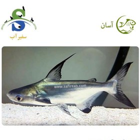 تصویر ماهی پنگوسی باله بلند 