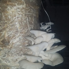 تصویر پودر قارچ صدفی (۱۰۰ گرمی) 