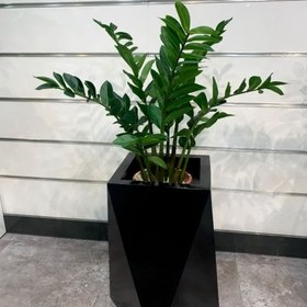 تصویر درختچه مصنوعی زامفولیا 