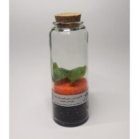 تصویر تراریوم نارنجی 