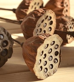 تصویر غلاف خشک نیلوفر آبی 