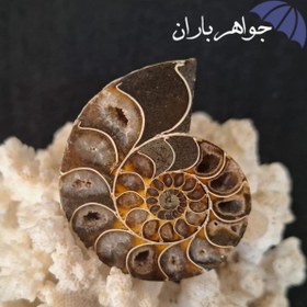 تصویر آمونیت فسیل اصل ST3061 