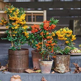 تصویر بذر بنسای پیراکانتا قرمز سانیا سید مدل S110 