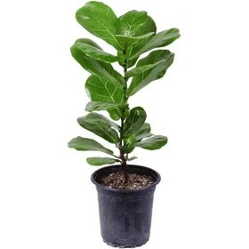 تصویر گیاه فیکوس لیراتا 