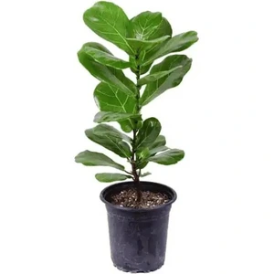 تصویر فروشگاه گلخانه فردوس